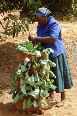 Martha tends to her garden. © ADS-Eastern, 2013