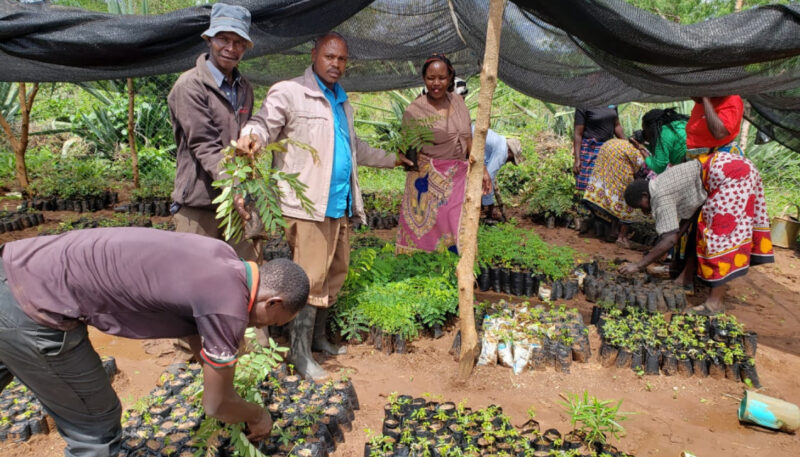 Members of Kima Self-Help Group in Kenya sort nursery trees for sale to fellow community members to assist in soil conservation © Anglican Development Services, Eastern