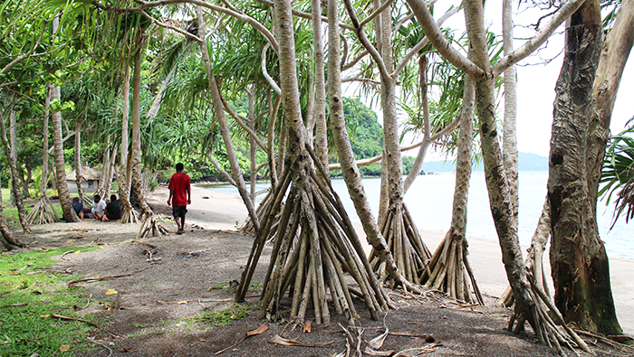 Vanuatu scene