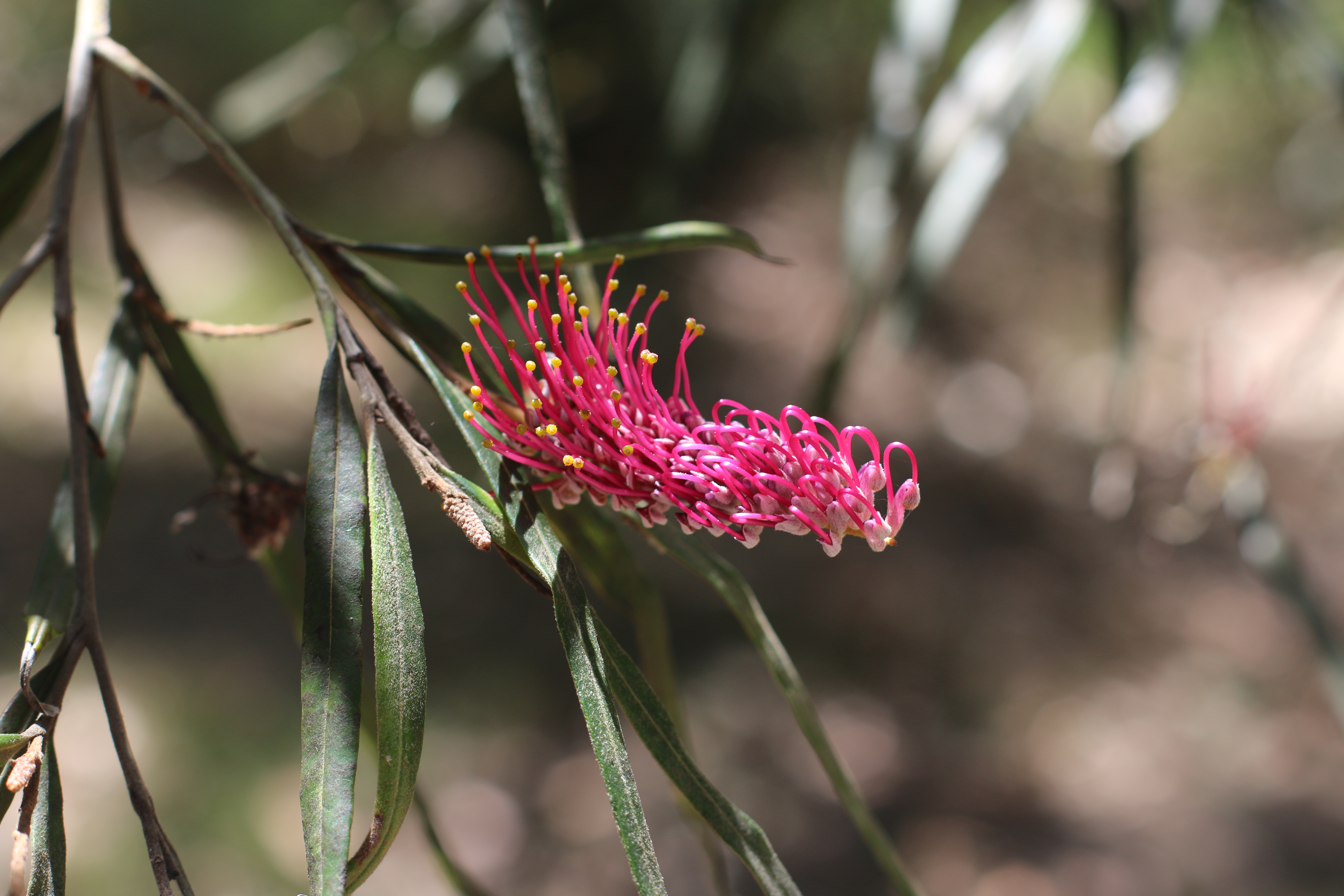 New growth in the Australian bush.