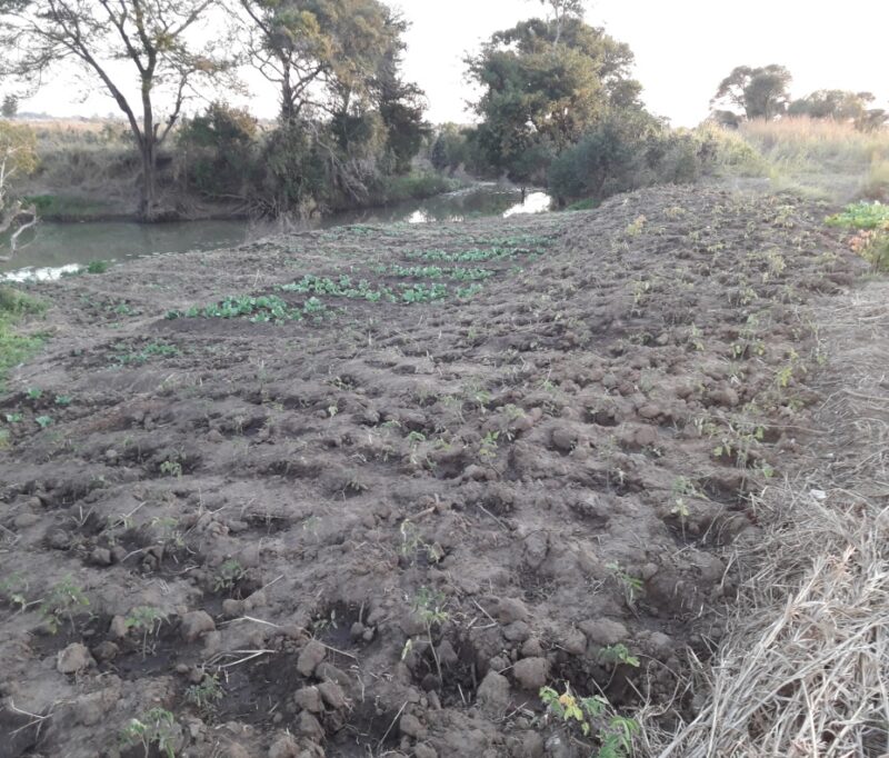 Fields of freshly planted vegetables in Mozambique, where in April 2019 there were fields of mud from vast floods.  © Anglican Diocese of Niassa, Mozambique