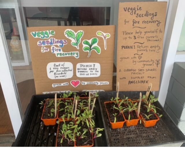 Bushfires - vegetable seedlings