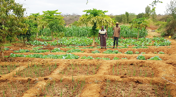 Caleb's recently planted vegetable crops. © ADSE, 2019.