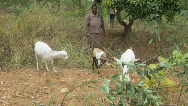 Lena Mueni with her goats