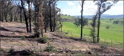 New fencing can be seen in both of these photos taken after recovery from the bushfires at Buchan.