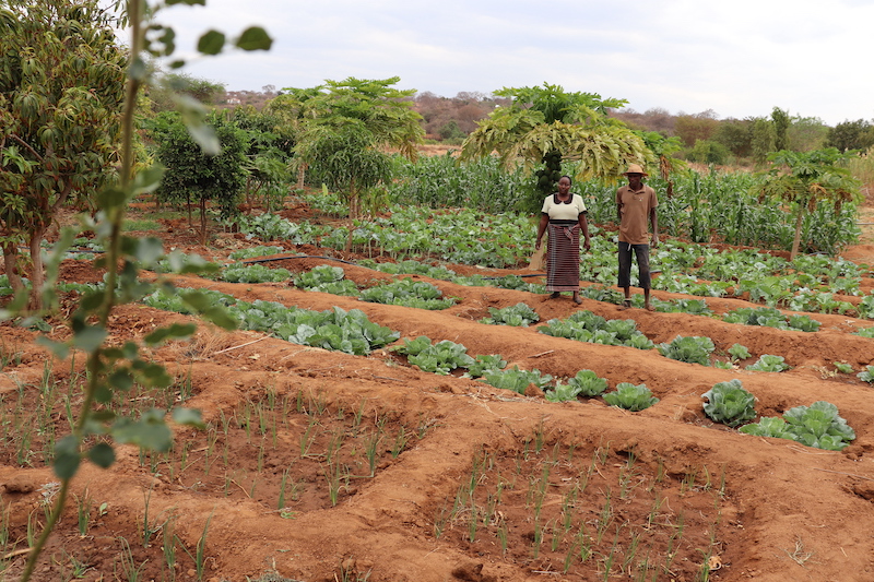 Kenyan farmers, Caleb and Mirriam, with their moisture-trapping zai pits. Photo © ADSE. Used with permission.