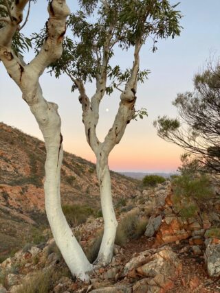 A tree on the Larapinta Trail
