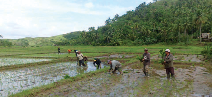 Rice planters hard at work in their rented fields