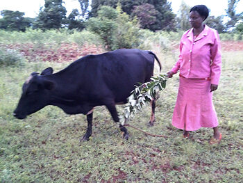 Agnes with her cow.