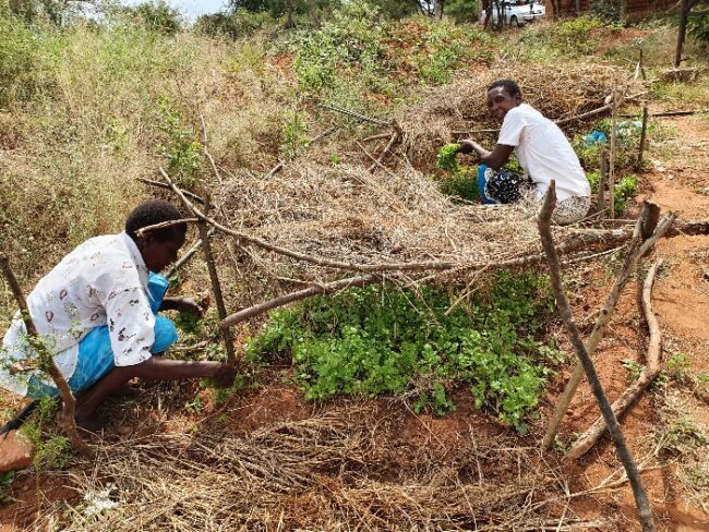 Members of the Kiangini Farm Pond Self-Help Group tend to their group coriander plot. © ADSE, Kenya