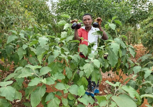 Mueni Kikolya, harvests eggplant from her kitchen garden, made possible by irrigation from the farm pond she and her group dug. © ADSE, Kenya.