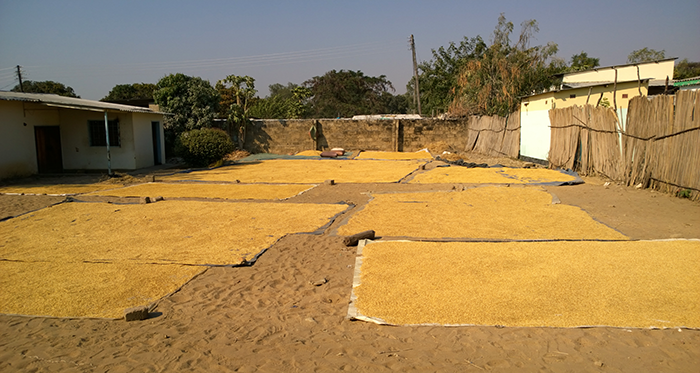 Grain dries in the sun